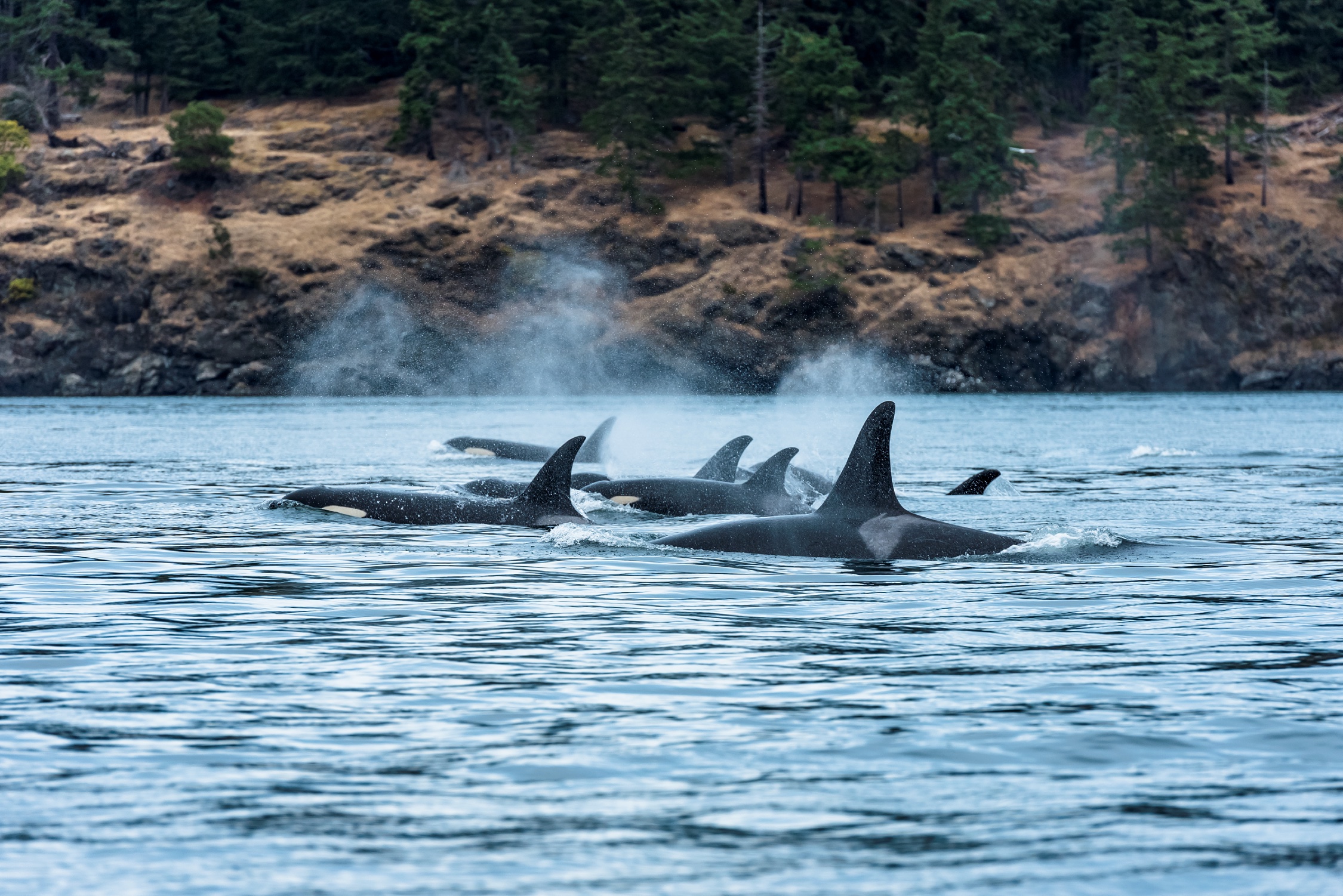 温哥华岛沿岸的一群虎鲸
