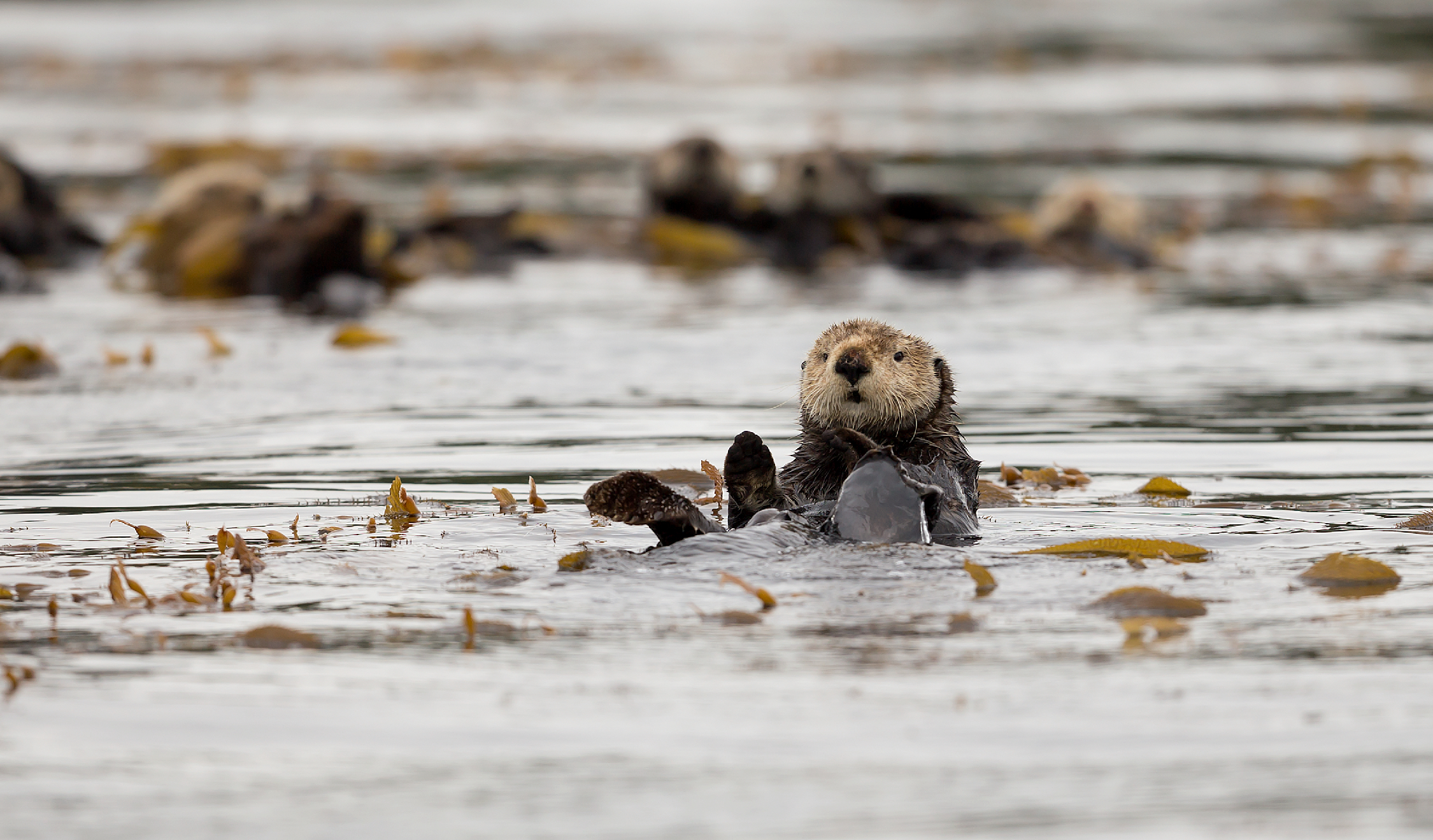 Sea Otter near Spring Island by Kyuquot Sound在chun天海島fu近的海獺由Kyuquot聲音